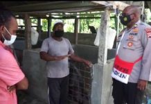 Kisah Peternak Mimika Binaan Binmas Noken Polri Makin Sejahtera