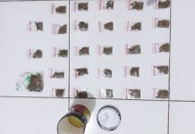 Polda Malut Ungkap Peredaran Narkoba di Lapas Kelas IIA Ternate