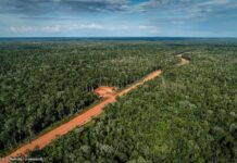 Greenpeace: Deforestasi Terencana Ancam Tanah Adat & Hutan Papua