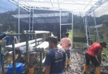 Karang Taruna Desa Golo Bilas NTT, Kembangkan Tanaman Hidroponik