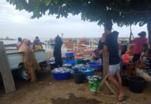 Kelurahan Rua Pulau Ternate Daerah Pemasok Ikan Terbesar