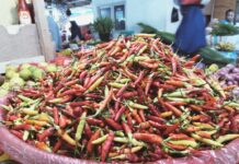 Harga Rica Nona Meroket