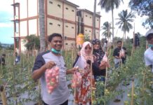 Kelompok Tani Hijau Berseri Muhammadiyah Malut Panen Perdana Tomat Varietas Servo