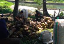 Babinsa Koramil 1508-04/Malifut Komsos Bersama Petani Kopra