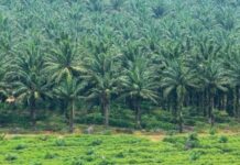 Menangkan Bupati Sorong, PTUN Jayapura Tolak Gugatan 2 Perusahaan Sawit