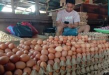 Harga Telur di Pasar Sentral Bintuni Naik, Begini Kata Pedagang