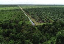 Singgung Serakahnomics dan Deforestasi, Pemerintah Didesak Evaluasi PSN Perkebunan Tebu di Papua