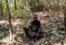 Pemuda Kuri Ini Harap PT Wijaya Sentosa Bantu Bibit Tanaman Pala untuk Kebun Baru Mereka