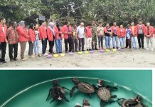Lepas Tukik di Pantai Bremi, Filep Wamafma: Jaga Alam Selamatkan Habitat