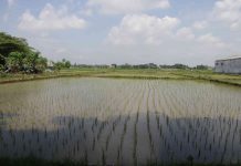 Pemerintah Perkuat Hilirisasi Komoditas Pertanian, akan Buka 1,6 Juta Lapangan Kerja