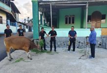 Sambut Idul Adha, Dominggus Mandacan Bantu 45 Ekor Sapi ke 6 kabupaten di Papua Barat