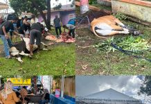 Idul Adha Mubarok, Pemcam Ternate Selatan Qurban 3 Ekor Sapi